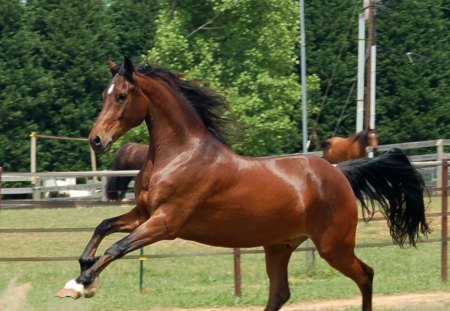 Arabian Stallion - arab horse, horses, arabian stallion, arabian horse, animals