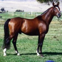 Purebred Shagya Arabian Stallion