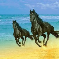 Andalusian Stallion Running Free 