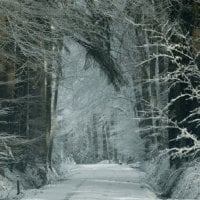 	a forest path in winter