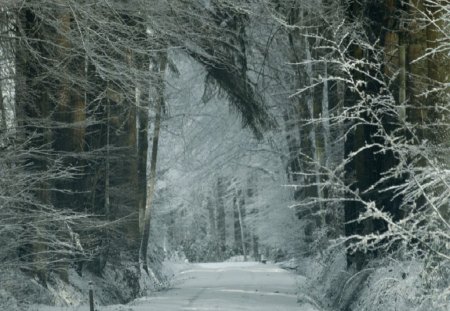 	a forest path in winter - path, winter, forest