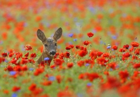 Field Deer - flowers, fawn, doe, red