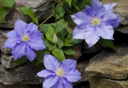 Clematis - nature, flowers