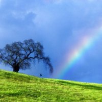 Rainbow tree