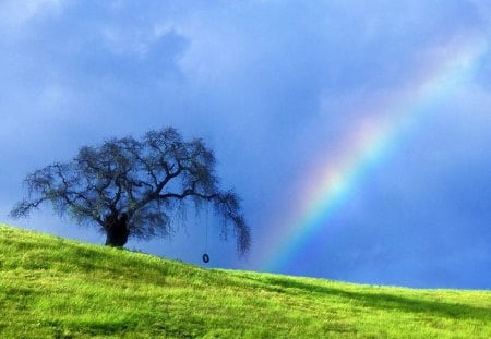 Rainbow tree - rainbows, trees