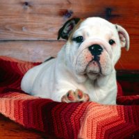 Bulldog puppy