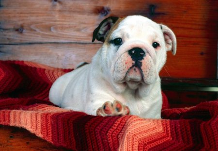 Bulldog puppy