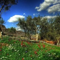 Olive trees in Metropolis