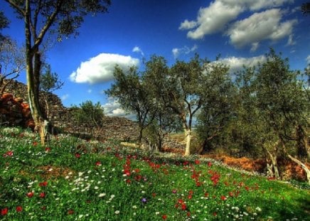 Olive trees in Metropolis - olive, trees, metropolis