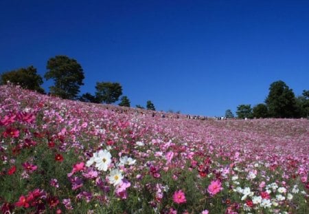 	field in cosmos - field, cosmos