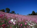 	field in cosmos