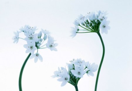 White flowers - flowers, white