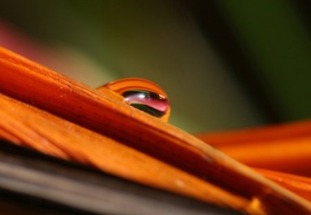 Closeup of a Waterdrop - flower, closeup, waterdop, nature