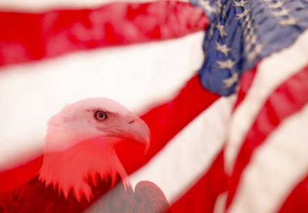 4th of July - independence day, july 4, freedom, american, usa, eagle, independence, america, flag