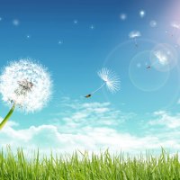 Dandelions Wallpapers - Page 4 - Desktop Nexus