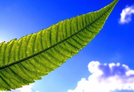 Fern - cloud, fern, green, sky