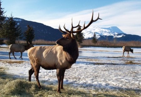 elk alaska - snow, stag, does, hills