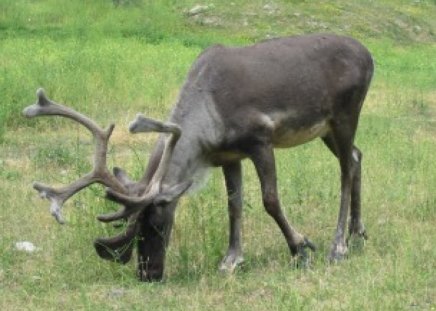 caribou - grazing, bull, grass