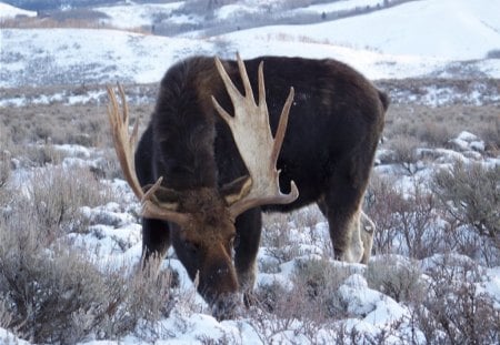 bull moose - snow, feeding