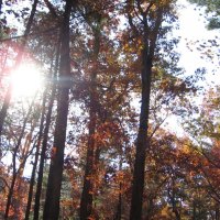 sun through fall trees