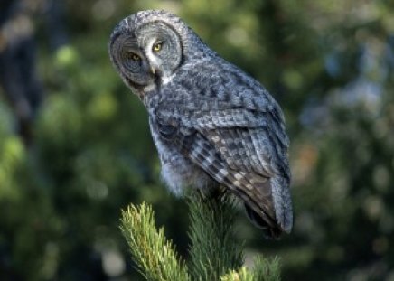 on the top of the world - top, wood, tree, owl