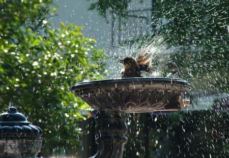 bird shower - bird, shower, water, summer