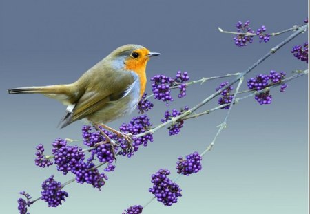 chinese robin - bird, flowers, purple, blue