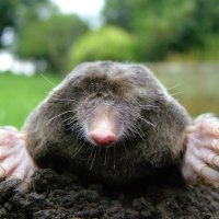 close up of mole