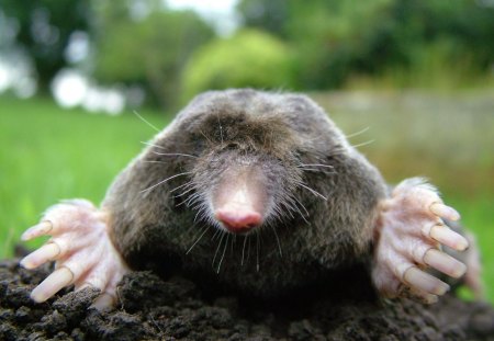 close up of mole - animal, mole, close up, photo