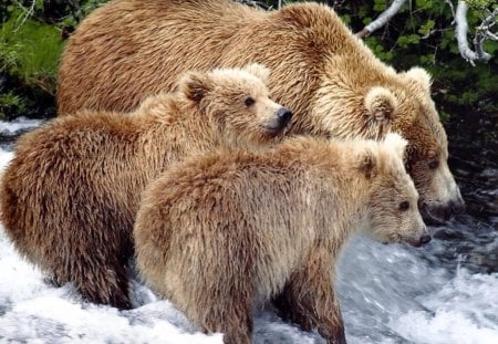 grizzly canada - cubs, mum, the three bears, river