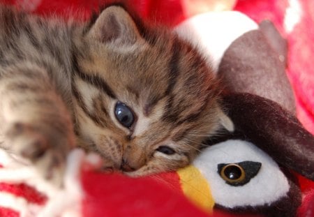 Chew Chew - penguin, sweet, sunny, cute, kitten