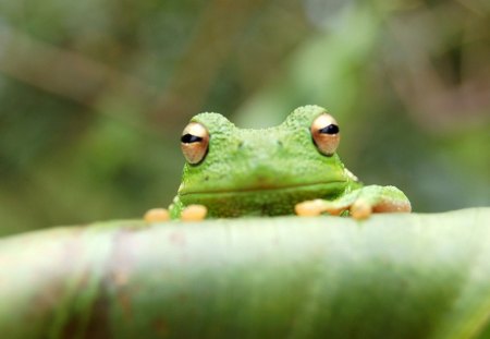 Green Frog - frog, branch, animal, green, reptile