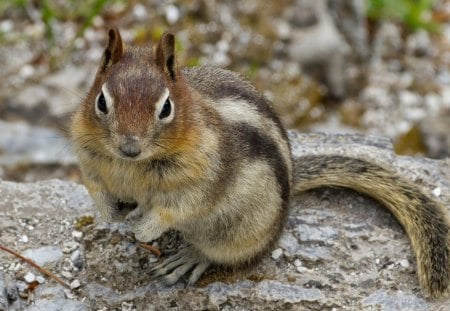 *** Chipmunk *** - greens, chipmunk, animal, animals