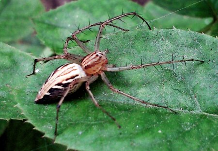 spider - macro, spider, bug, nature