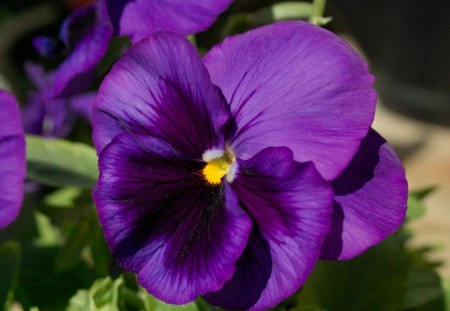 * Purple tenderness * - delicate, tenderness, flower, petals, sweet, viola, purple, soft, tender