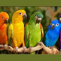 rainbow birds