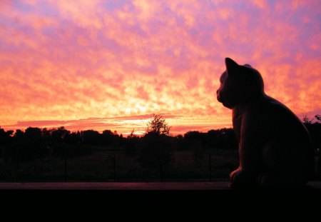 west on the terrace - figure, terrace, sunsets, cat