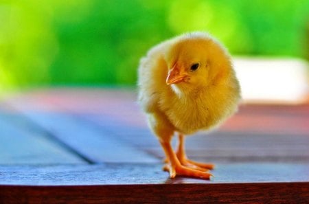 Chicken - chick, animal, bird, yellow, chicken