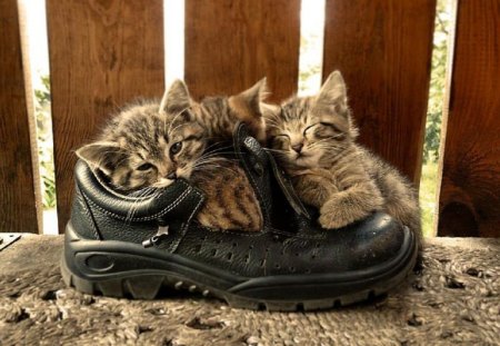 kittens in a shoes - shoes, kittens, cute, cats, animals