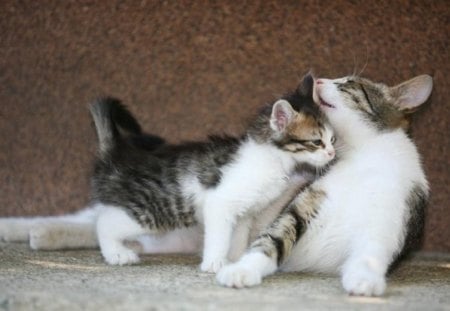 mother and daughter - cute, daughter, mother, cat, animals, kitty