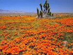 California poppies