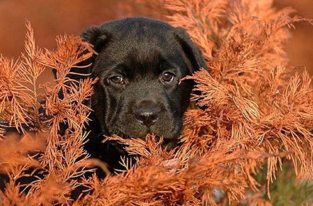 Dog - cute, animals, beautiful, beach, sweet, playful, sand, dogs, little, clouds, lovely, nature, dog