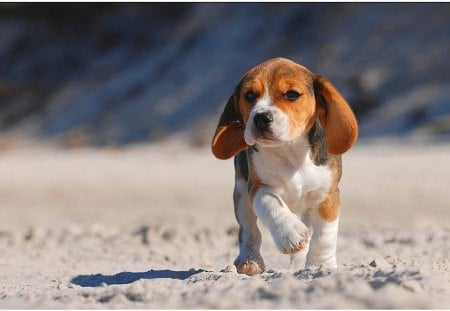 Dog - beagle - beach, dog, sand, dogs, sky, clouds, beagle, beautiful, sea, lovely, sweet, ocean, playful, nature, cute, little, animals