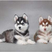 Dogs - husky