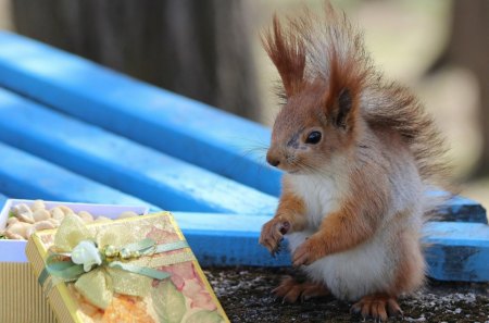 Thanks for the gift - box, squirrels, funny, animals, cute, gift, food