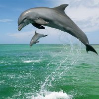 Jumping Dolphins