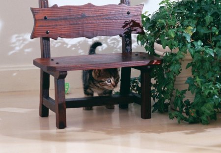 Under the chair - cat, chair, pet, hide, kitten, funny, cute, bench, adorable, nice, animals, kitty