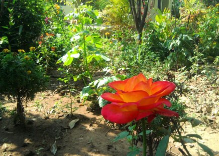 Glossy Rose - rose, nice, glossy, orange color