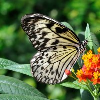 Paper Kite Butterfly