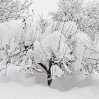 Snow Covered Trees